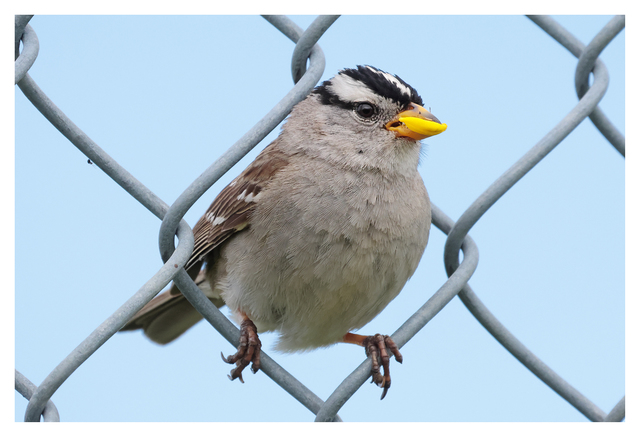 White Crowned Sparrow 2024 5 Wildlife