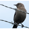 Blackbird 2024 1 - Wildlife