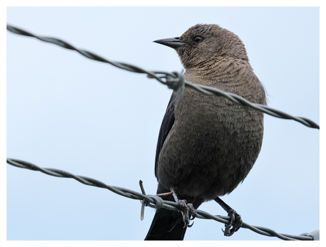 Blackbird 2024 1 Wildlife