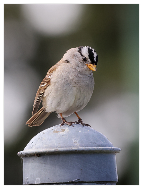 White Crowned Sparrow 2024 6 Wildlife