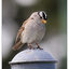 White Crowned Sparrow 2024 6 - Wildlife