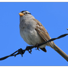 White Crowned Sparrow 2024 7 - Wildlife
