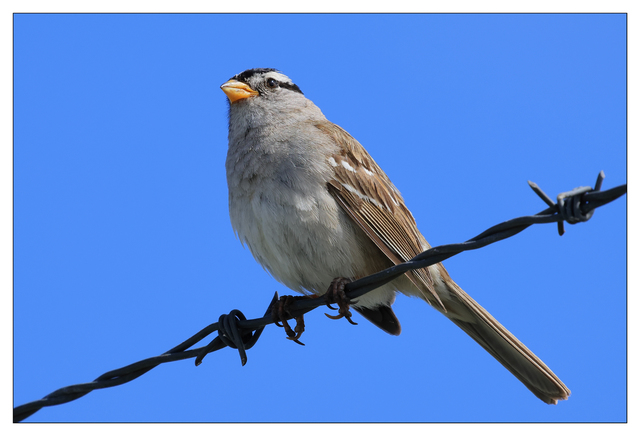 White Crowned Sparrow 2024 7 Wildlife