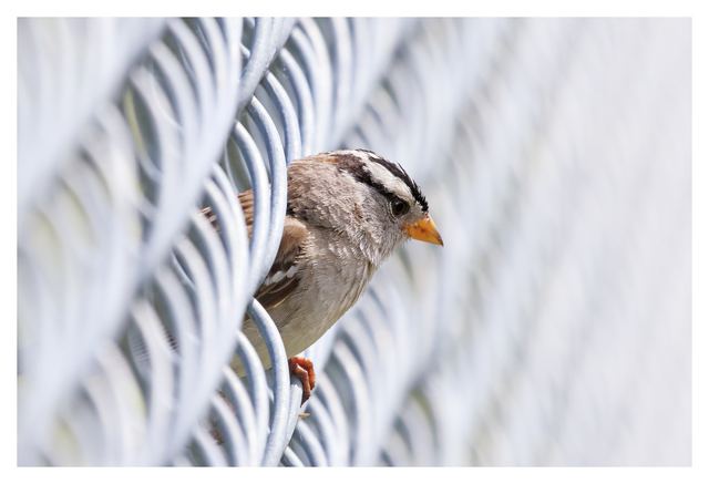 White Crowned Sparrow 2024 8 Wildlife