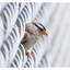 White Crowned Sparrow 2024 8 - Wildlife