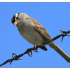 White Crowned Sparrow 2024 9 - Wildlife