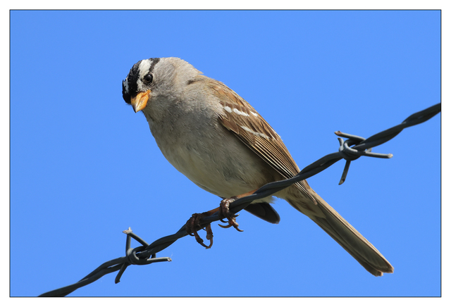 White Crowned Sparrow 2024 9 Wildlife