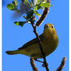 Yellow Warbler 2024 1 - Wildlife