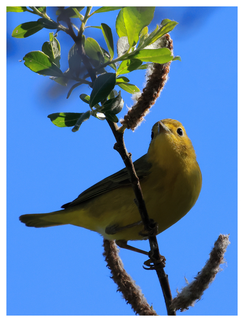 Yellow Warbler 2024 1 Wildlife