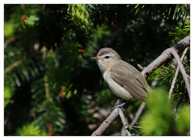 Bushtit 2024 1 Wildlife