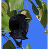 Red-winged Blackbird 2024 7 - Wildlife