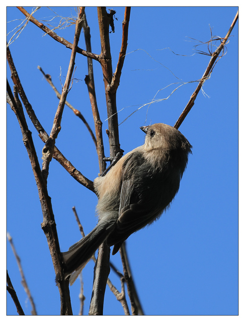 Brown headed Cowbird 2024 1 Wildlife