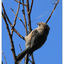 Brown headed Cowbird 2024 1 - Wildlife