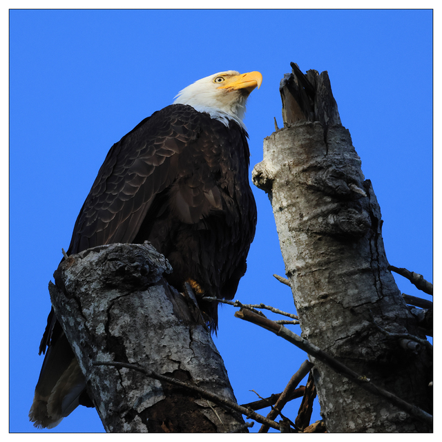 Eagle 2024 8 Wildlife