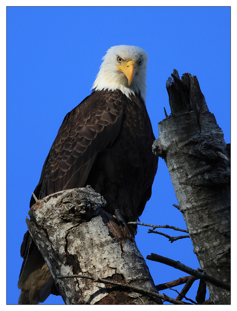 Eagle 2024 5 Wildlife