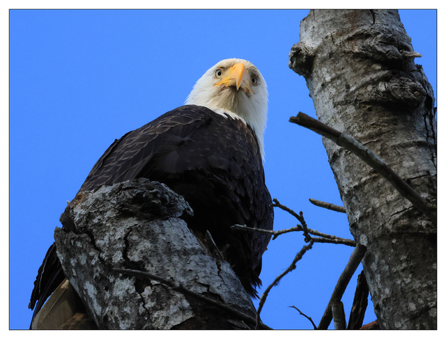 Eagle 2024 6 Wildlife