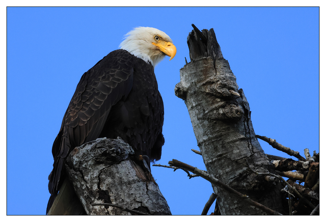 Eagle 2024 7 Wildlife