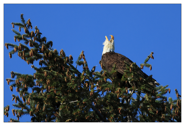 Eagle 2024 9 Wildlife