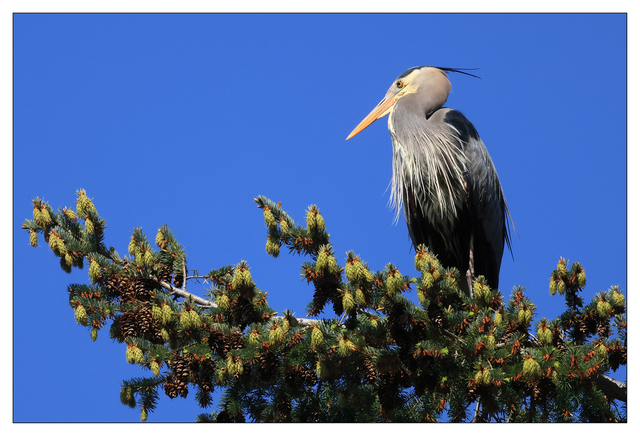 Heron 2024 3 Wildlife