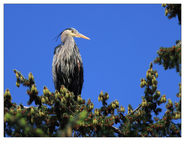 Heron 2024 4 Wildlife