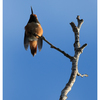 Rufous hummingbird 2024 5 - Wildlife