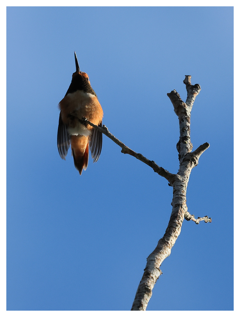 Rufous hummingbird 2024 5 Wildlife