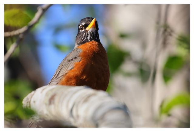 Robin 2024 4 Wildlife