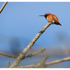 Rufous hummingbird 2024 4 - Wildlife