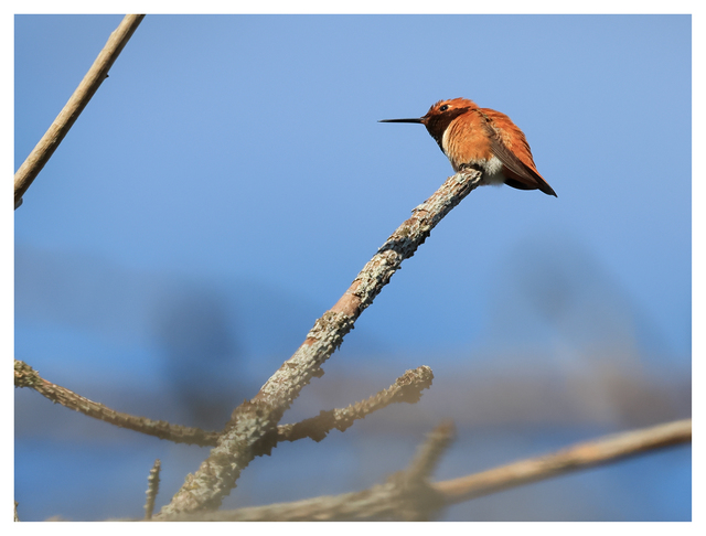 Rufous hummingbird 2024 4 Wildlife