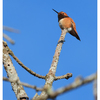 Rufous hummingbird 2024 2 - Wildlife