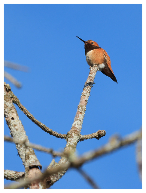 Rufous hummingbird 2024 2 Wildlife