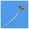 Rufous hummingbird 2024 1 - Wildlife