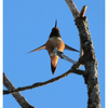 Rufous hummingbird 2024 3 - Wildlife