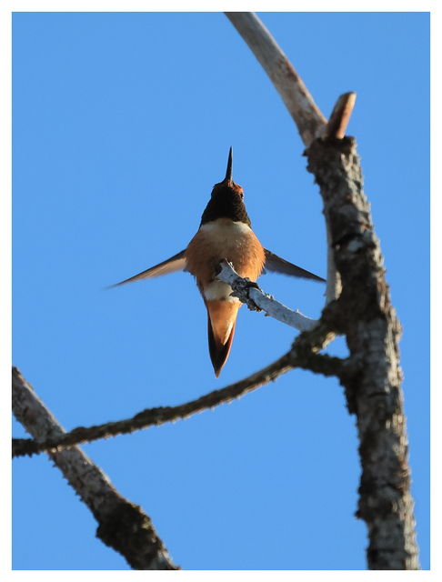 Rufous hummingbird 2024 3 Wildlife