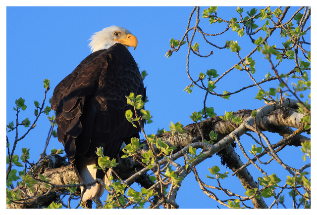 Eagle 2024 3 Wildlife