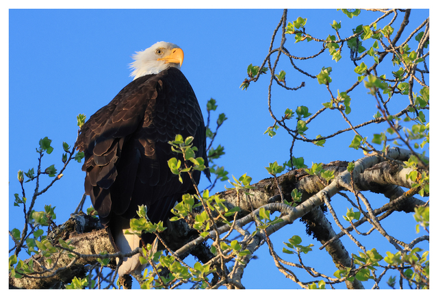 Eagle 2024 2 Wildlife