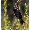 Red-winged Blackbird 2024 5 - Wildlife