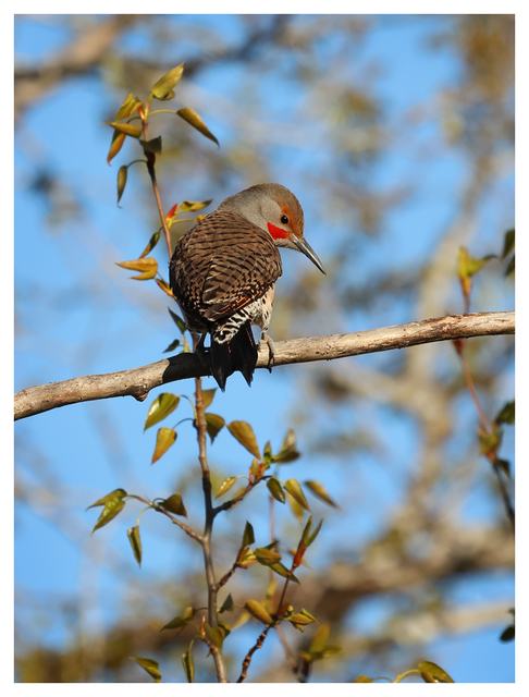 Northern Flicker 2024 1 Wildlife