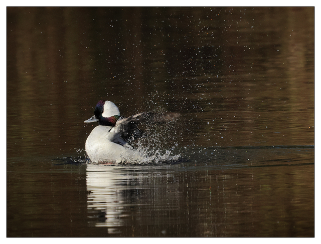 Duck Splash 2024 2 Wildlife