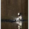 Duck Splash 2024 1 - Wildlife