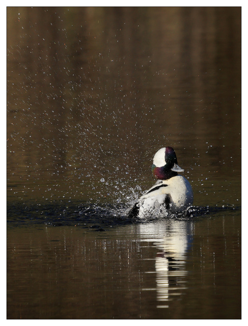 Duck Splash 2024 1 Wildlife