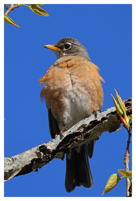 Robin 2024 3 Wildlife