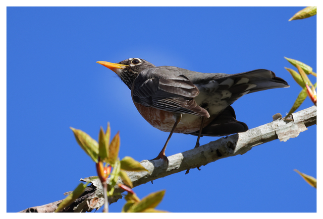 Robin 2024 2 Wildlife