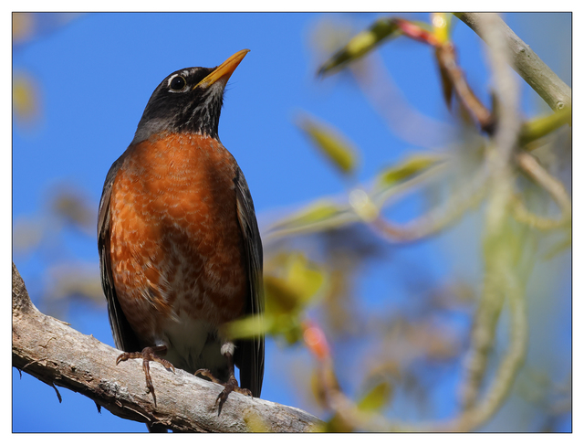 Robin 2024 1 Wildlife