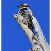 Downy Woodpecker 2024 1 - Wildlife