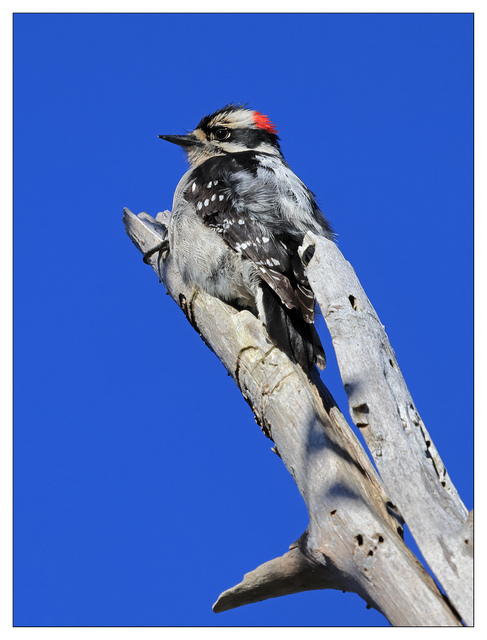 Downy Woodpecker 2024 1 Wildlife