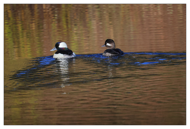 Ducks 2024 1 Wildlife