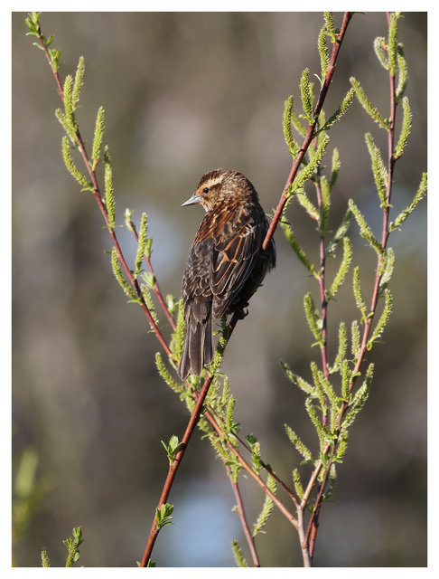 Red-winged Blackbird 2024 3 Wildlife