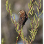 Red-winged Blackbird 2024 3 - Wildlife