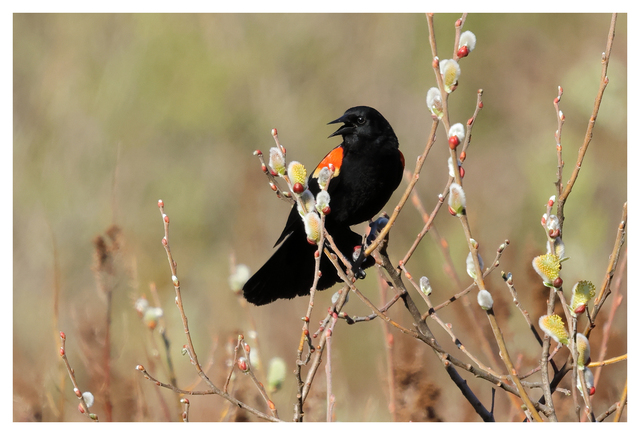 Red-winged Blackbird 2024 2 Wildlife